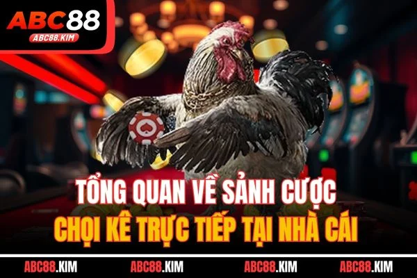 Tổng quan về sảnh cược chọi kê trực tiếp tại nhà cái